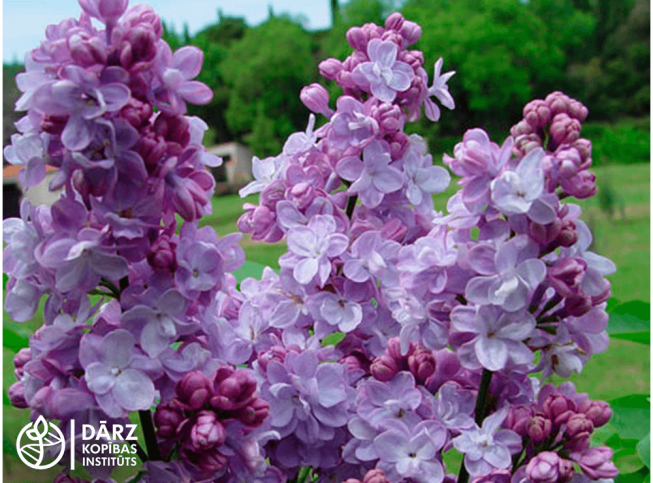 Syringa vulgaris   'Michel Buchner'